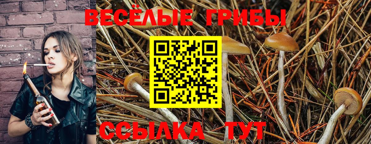 Галлюциногенные грибы Psilocybine cubensis Элиста